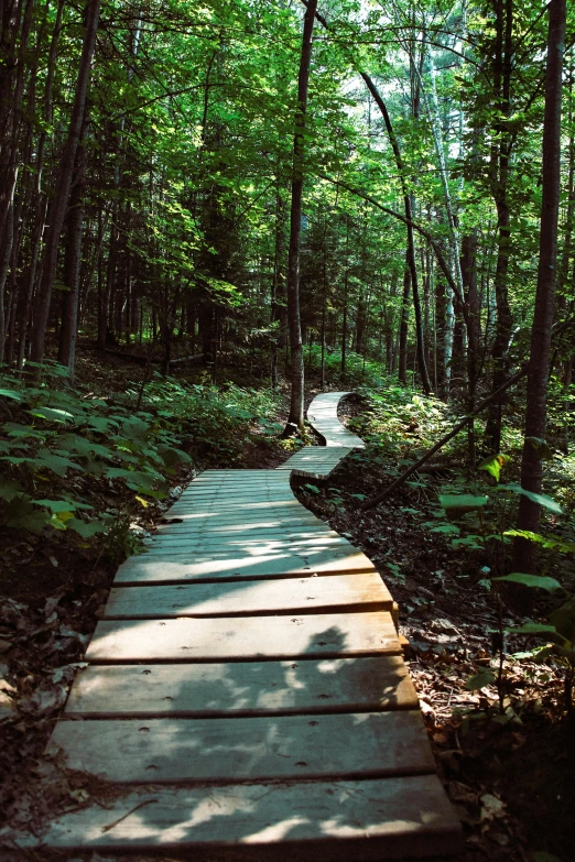 a wooden walkway in the middle of a forest, quebec, small steps leading down, instagram post, cardboard