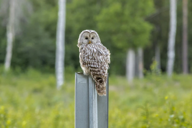 an owl sitting on top of a metal pole, by Jesper Knudsen, pexels contest winner, hurufiyya, alaska, al fresco, roadside, in front of a forest background