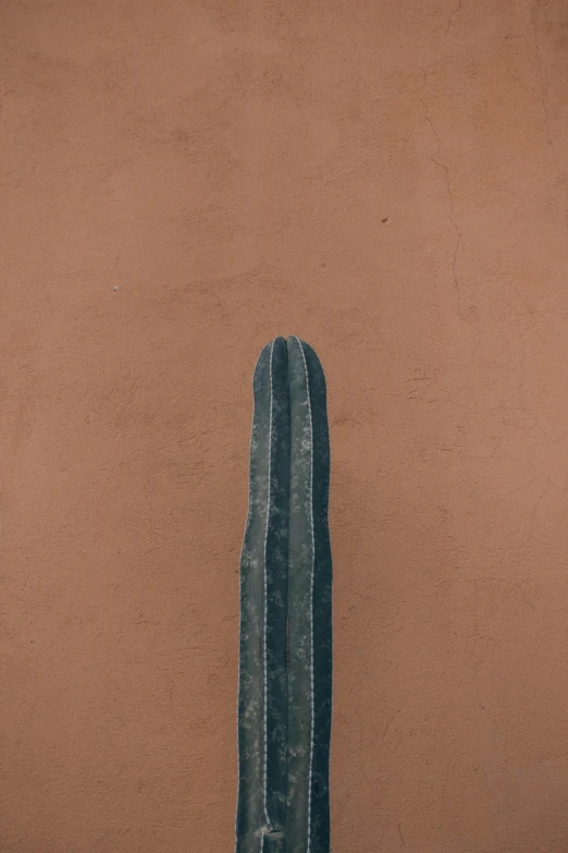 a cactus sitting on top of a wooden table, a minimalist painting, by Pablo Rey, pexels contest winner, postminimalism, brown:-2, portrait of tall, morocco, made of bronze