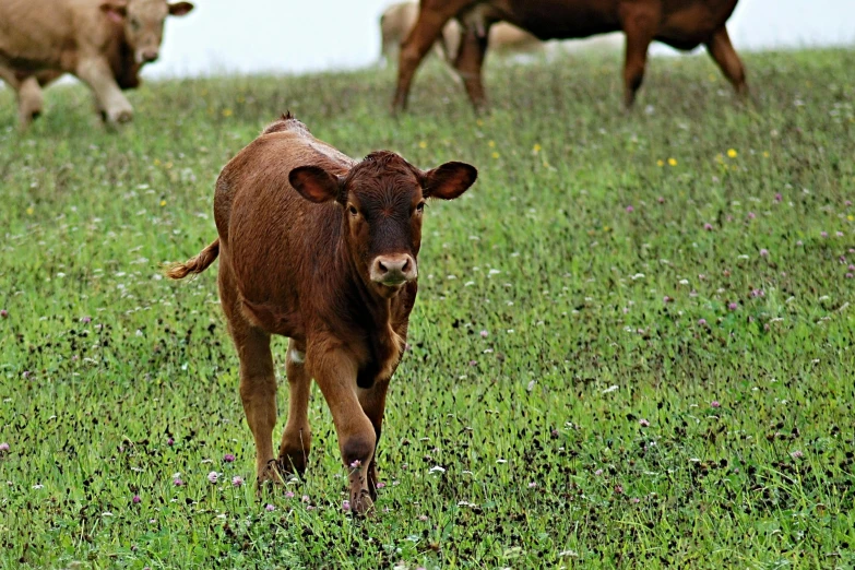 a brown cow standing on top of a lush green field, pixabay, renaissance, walking in high grass field, pregnant, cutest, meats on the ground