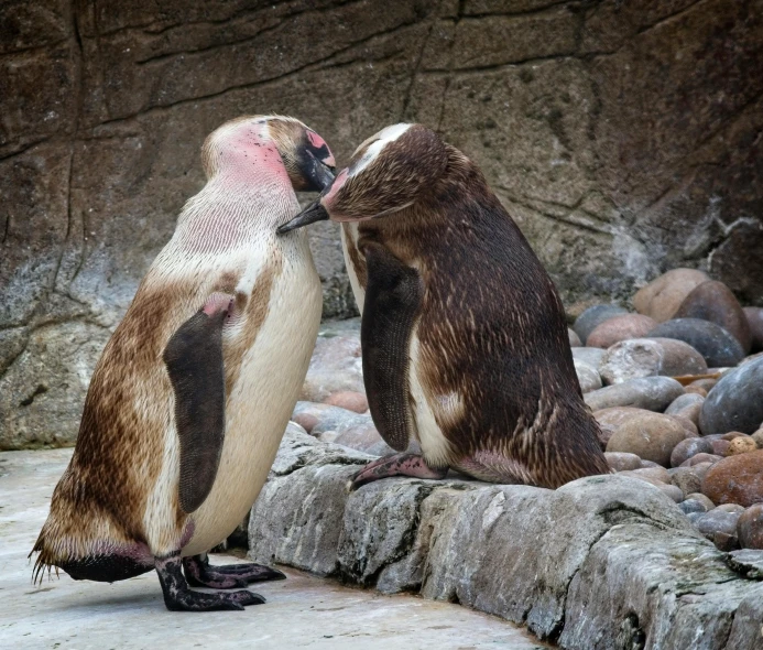 a couple of penguins standing next to each other, a photo, by Jan Tengnagel, romanticism, kissing, walrus, zoo, manuka