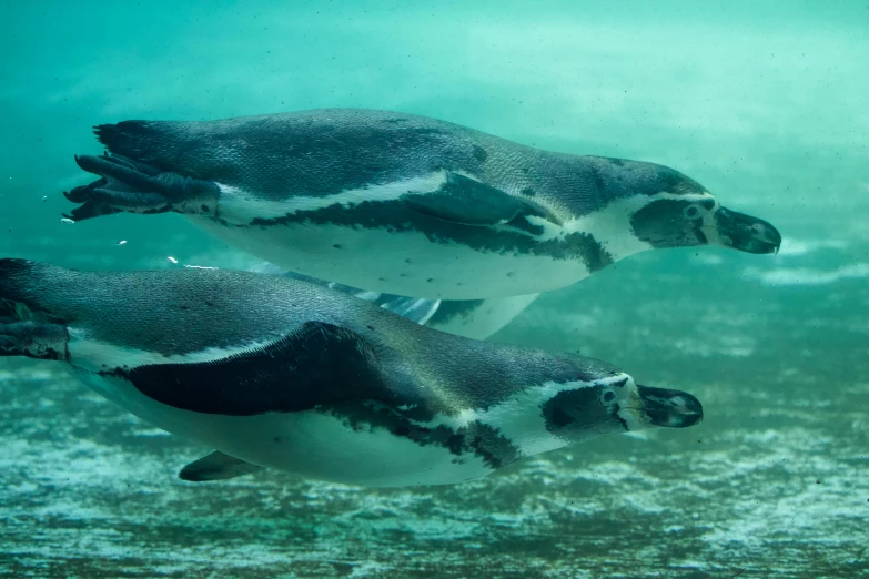 a couple of penguins swimming next to each other, by Jay Hambidge, pexels contest winner, underwater soft colours, museum quality photo, ready to eat, patagonian