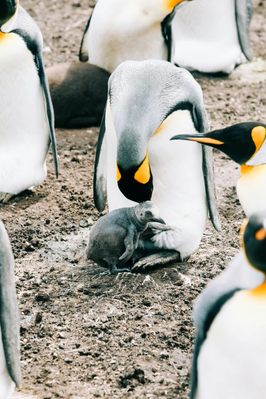 a group of penguins standing next to each other, pexels contest winner, happening, hatched ear, kneeling, royal photo, grey