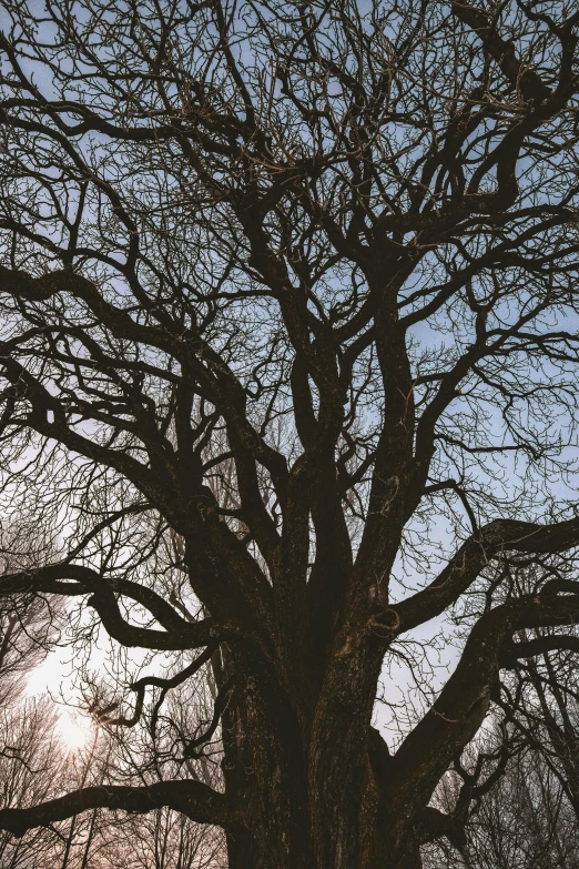 a large tree sitting in the middle of a forest, by Sven Erixson, winter sun, gnarly details, wide long view, skies