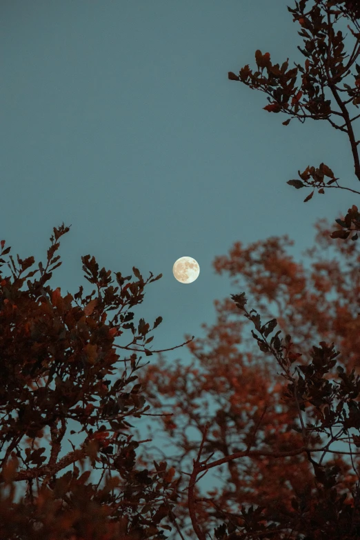 a full moon is seen through the trees, an album cover, inspired by Elsa Bleda, trending on unsplash, muted fall colors, profile image, up there, ( 3 1