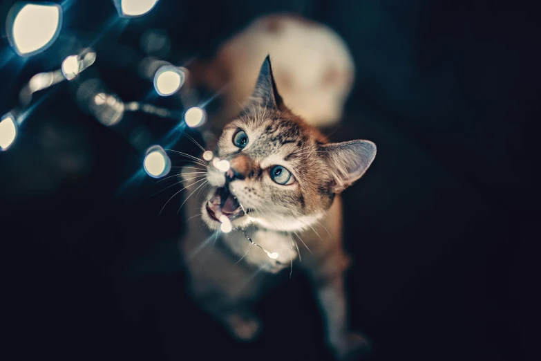 a cat looking up at a string of lights, a picture, by Julia Pishtar, pexels contest winner, tongue out, tiny mouth, flirting, instagram photo
