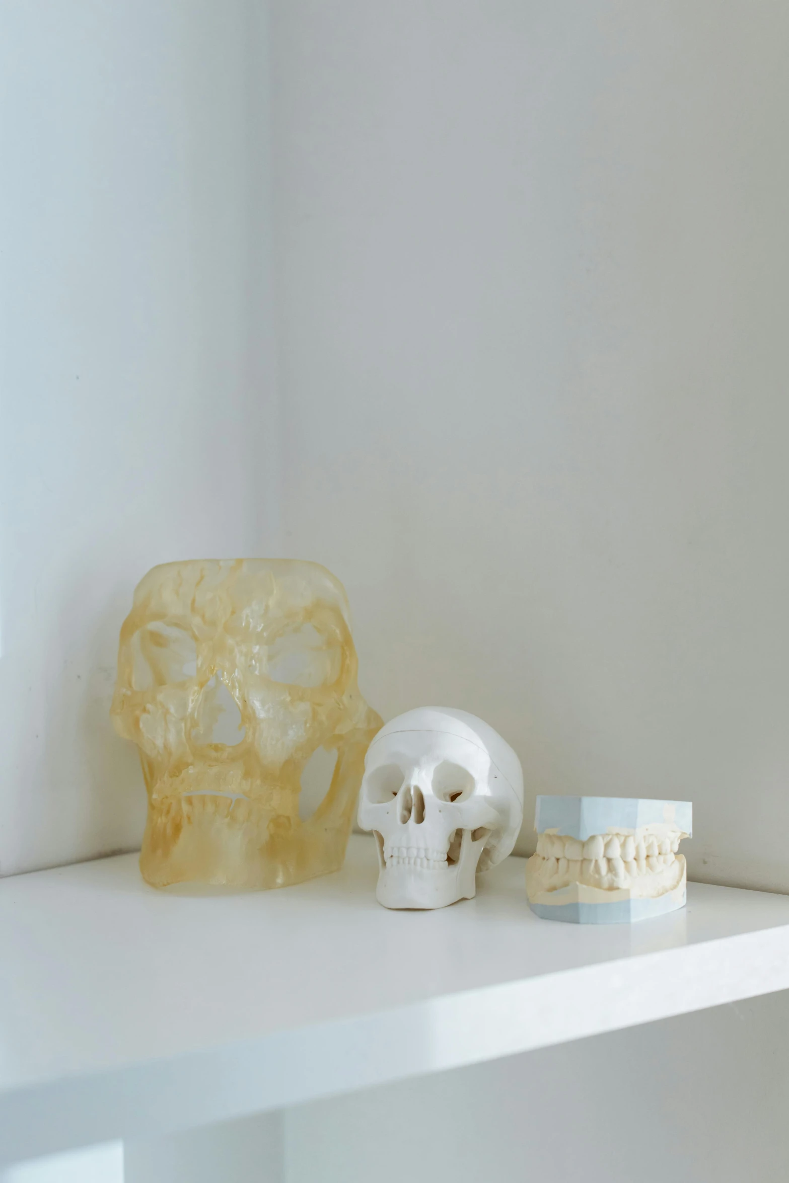 a couple of skulls sitting on top of a white shelf, medical image, square jaw-line, brightly lit room, wax