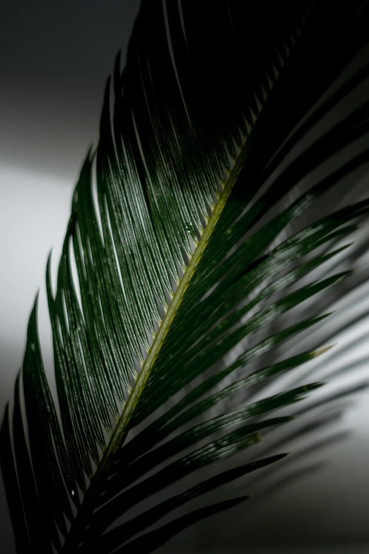 a close up of a green palm leaf, inspired by Elsa Bleda, baroque, on a gray background, softly - lit, black fir, studio lit