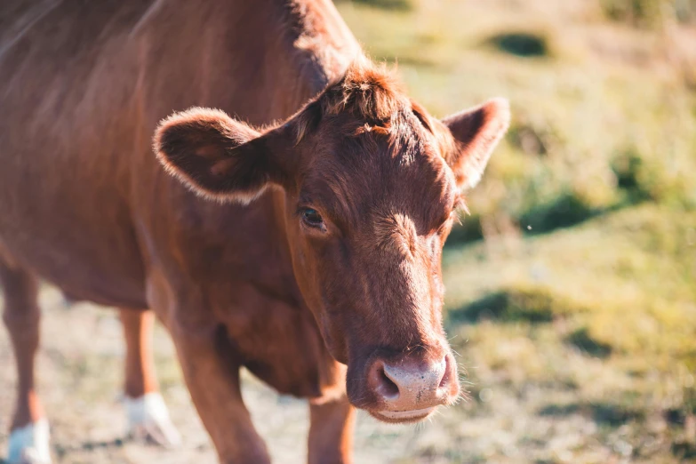 a brown cow standing on top of a grass covered field, unsplash, renaissance, square nose, australian, about, malika favre