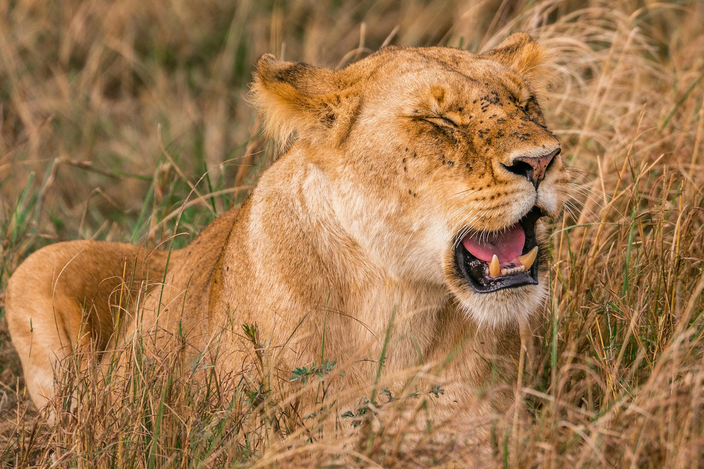 a close up of a lion in a field of tall grass, by Will Ellis, pexels contest winner, manically laughing, female gigachad, very kenyan, resting after a hard fight