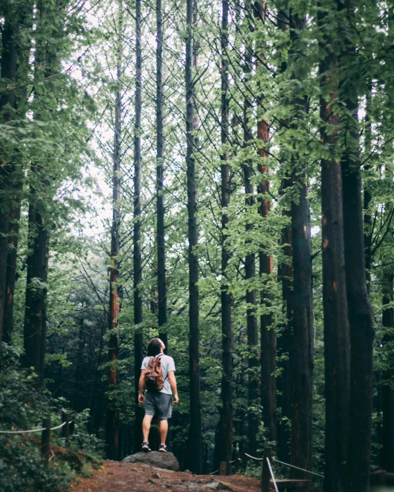 a man standing in the middle of a forest, instagram photo, a woman walking, ((trees)), in karuizawa