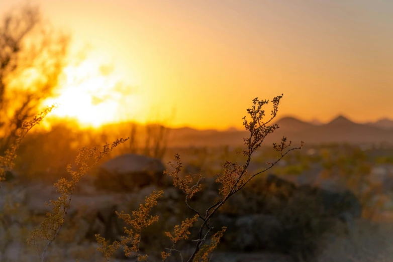 the sun is setting behind a bush in the desert, unsplash contest winner, orange yellow ethereal, fan favorite, shot on sony a 7 iii, desert flowers