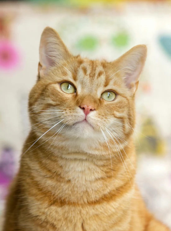 a close up of a cat sitting on a bed, garfield cat face, large)}], profile image