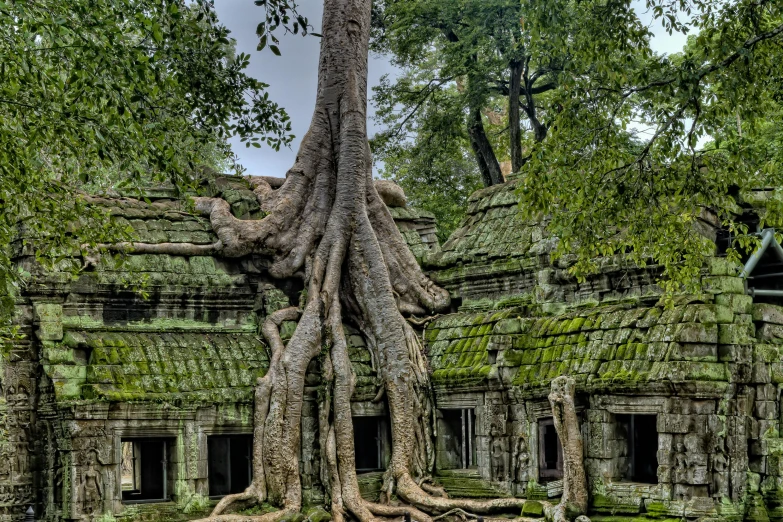 a building with a tree growing out of it's roof, inspired by Steve McCurry, pexels contest winner, angkor thon, avatar image