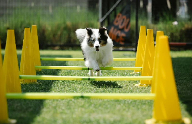 a dog is running through an obstacle course, pexels contest winner, pop art, square, performance, aussie, 15081959 21121991 01012000 4k