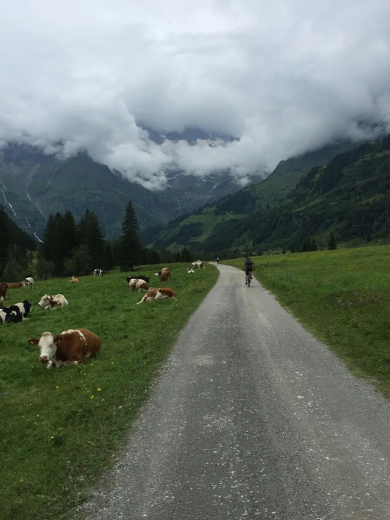 a group of cows laying down on the side of a road, by Anna Haifisch, lauterbrunnen valley, profile image, lonely rider, low quality photo