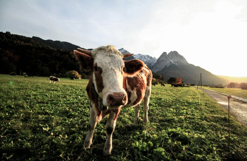 a brown and white cow standing on top of a lush green field, multiple stories, gopro photo, conde nast traveler photo, uncrop