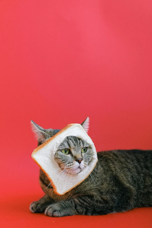 a cat with a slice of bread on its head, an album cover, unsplash, surgery, kek, cast, fashionable