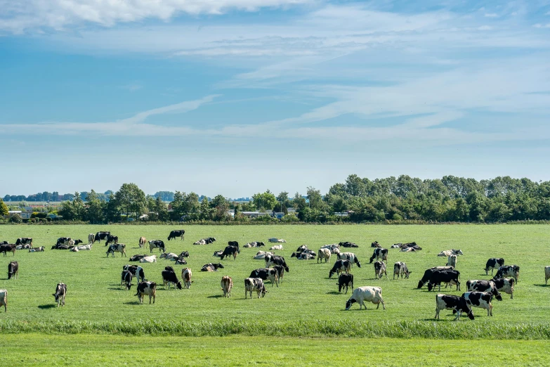 a herd of cows grazing on a lush green field, by Andries Stock, unsplash, modernism, helmond, fan favorite, panorama, taken with sony alpha 9