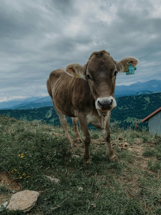 a brown cow standing on top of a grass covered hillside, by Sebastian Spreng, pexels contest winner, 👰 🏇 ❌ 🍃, grey, secretly on a village, girl of the alps