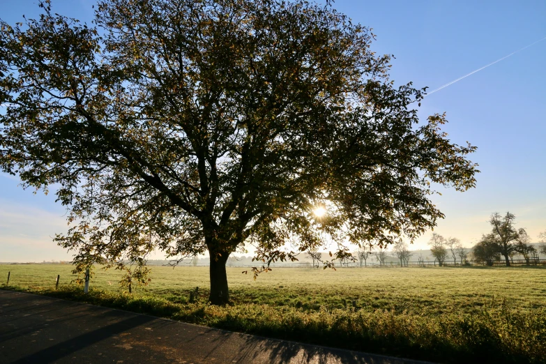 a large tree sitting in the middle of a field, by Jan Tengnagel, pexels contest winner, sunny morning light, urban surroundings, hd footage, country road