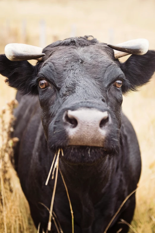 a black cow standing in a field of tall grass, stubble on his face, wild eyebrows, instagram photo, more