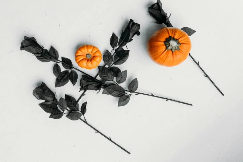 a couple of fake pumpkins sitting on top of a table, by Carey Morris, trending on unsplash, spike - like branches, on a white background, black flowers, background image