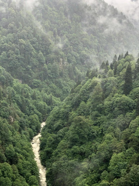 a train traveling through a lush green forest, hurufiyya, river running through it, mount olympus, rain and haze, in between a gorge