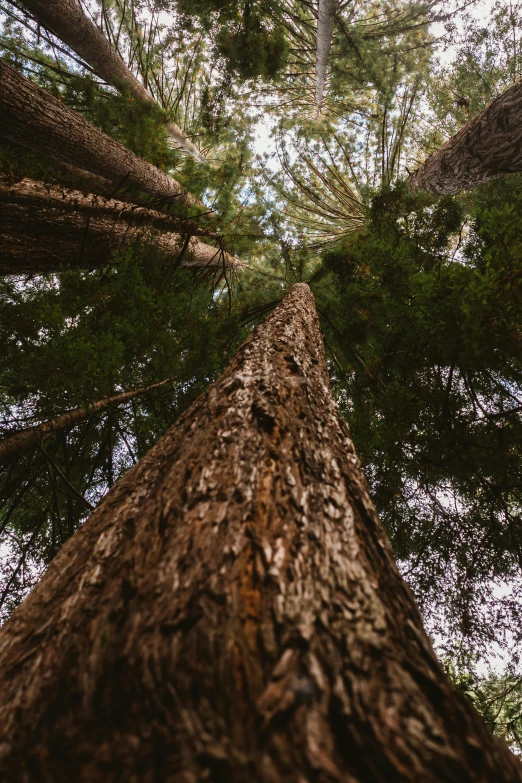 a tall tree in the middle of a forest, by Jessie Algie, unsplash, wideangle pov closeup, ((trees)), multiple stories, cedar