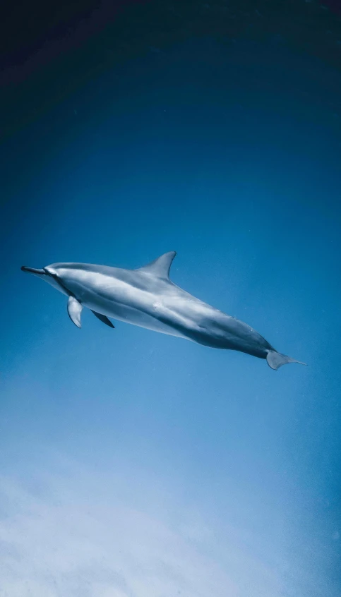 a dolphin that is flying in the sky, by Dean Ellis, slide show, ap art, matthew williams, highkey