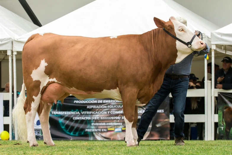 a man standing next to a brown and white cow, by Hugo Sánchez Bonilla, tournament, super smooth, thumbnail, massive wide trunk