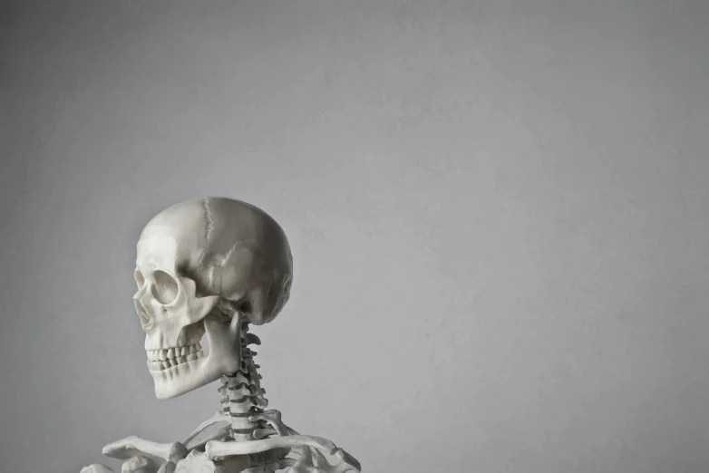 a skeleton sitting on top of a wooden table, a marble sculpture, trending on pexels, hyperrealism, white head, on a gray background, illustration », body and head in frame