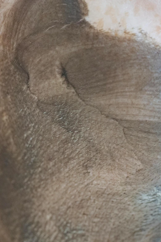 a close up of a dog's face with a blurry background, inspired by Anna Füssli, walnut wood, palladium veins, natural cave wall, taupe