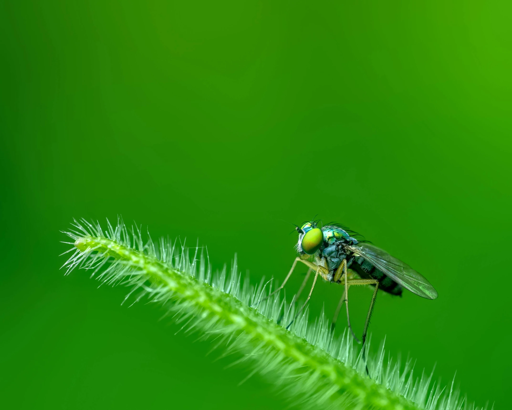 a fly sitting on top of a green plant, by Andries Stock, pexels contest winner, hurufiyya, avatar image, sitting on green grass, green legs, 4k serene