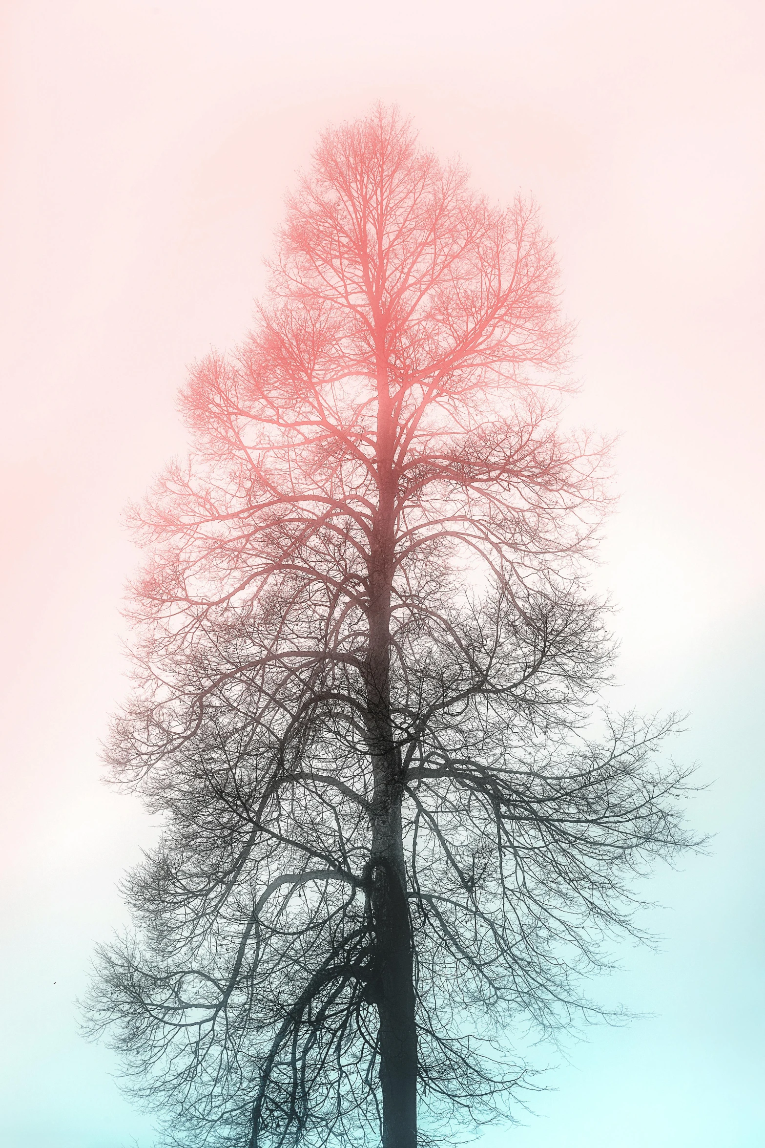 a lone tree in the middle of a field, an album cover, inspired by Jung Park, unsplash, romanticism, pink and blue and green mist, 3/4 view from below, soft grey and red natural light, ((trees))