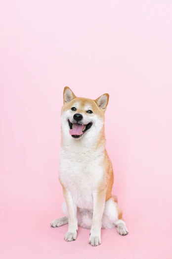 a brown and white dog sitting on a pink surface, inspired by Shiba Kōkan, trending on pexels, grinning lasciviously, けもの, silver, minimal