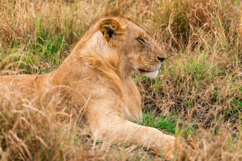 a lion that is laying down in the grass, sitting in a field, in africa, avatar image, amanda lilleston