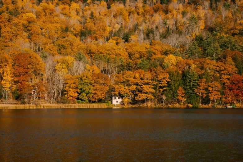 a house in the middle of a lake surrounded by trees, pexels contest winner, hudson river school, shades of gold display naturally, medium format color photography, maple syrup sea, white