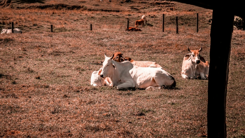 a couple of cows that are laying down in the grass, by Elsa Bleda, pexels contest winner, fan favorite, an all white horse, vintage color, with stray dogs