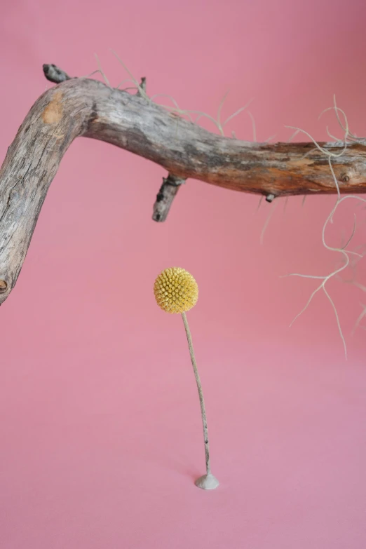 a yellow flower sitting on top of a wooden branch, a surrealist sculpture, unsplash, conceptual art, minimal pink palette, wiry, coxcomb, 2 0 1 0 s