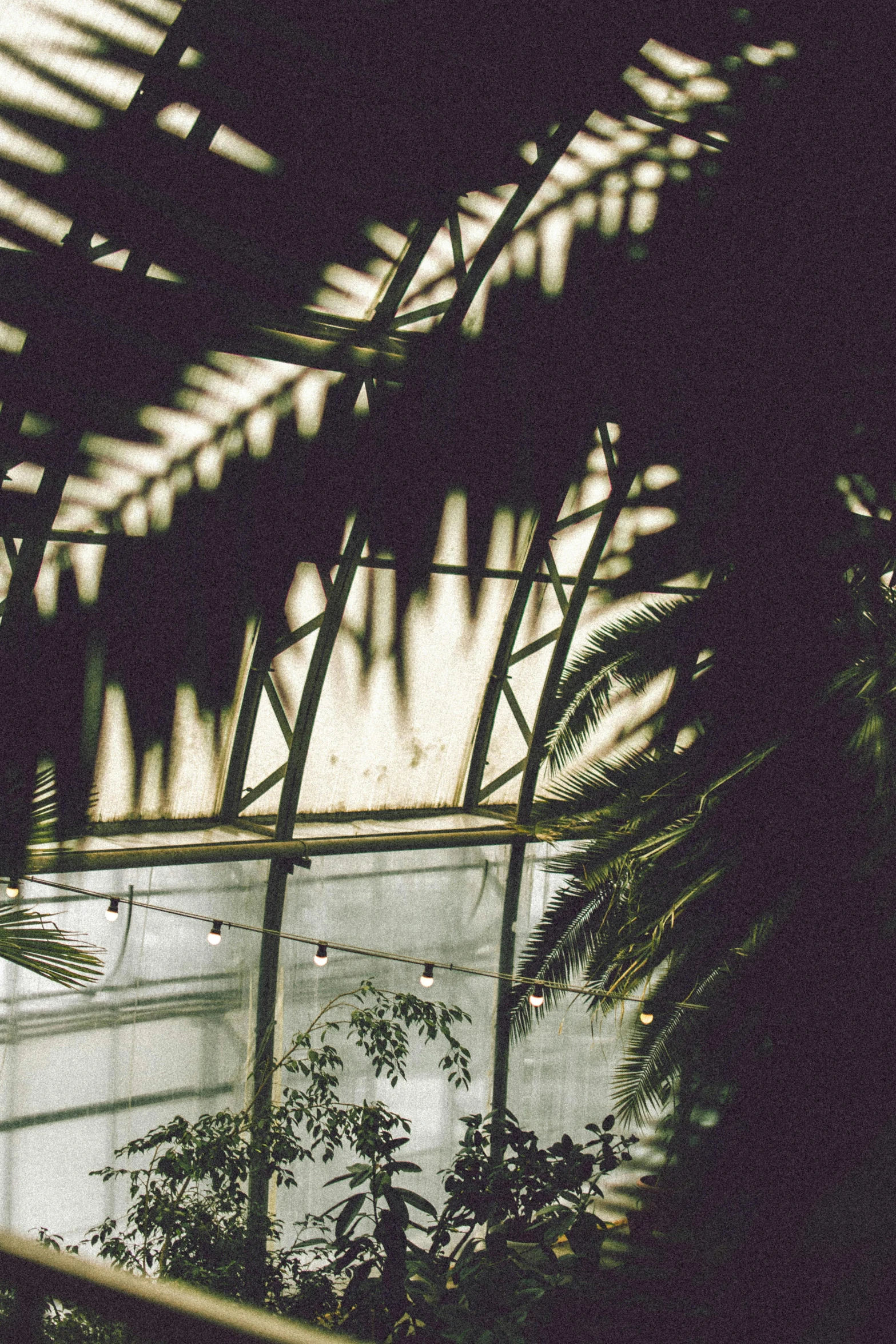 a black and white photo of the inside of a building, inspired by Elsa Bleda, unsplash, green house, tropical lighting, 1990s photograph, warm lights