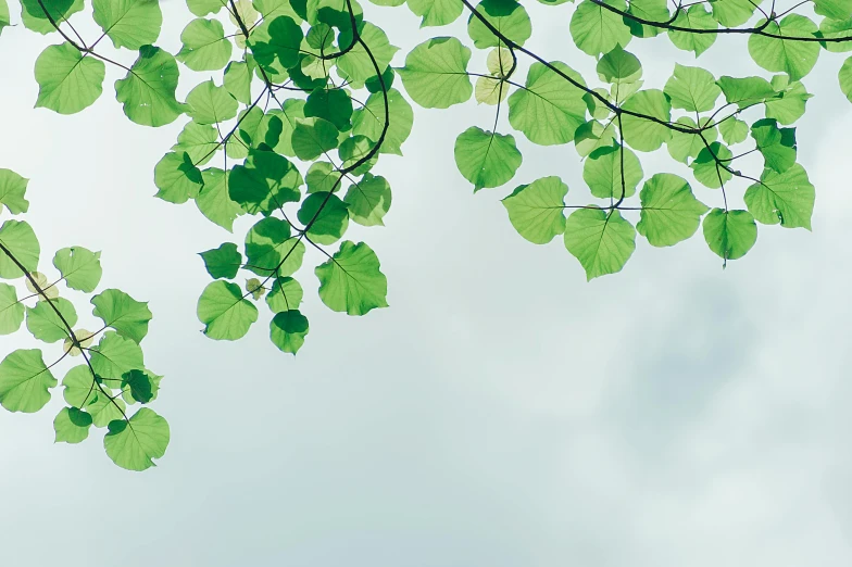 a bunch of green leaves hanging from a tree, by Carey Morris, trending on unsplash, minimalism, skies, linden trees, ilustration, digitally remastered