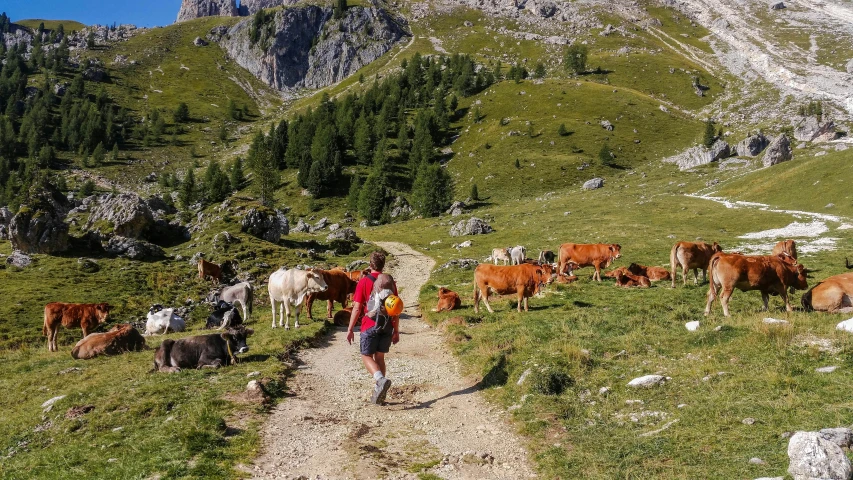 a man walking down a dirt road next to a herd of cattle, by Dietmar Damerau, pexels contest winner, renaissance, alpine scenery, avatar image, white shorts and hiking boots, top - down photo