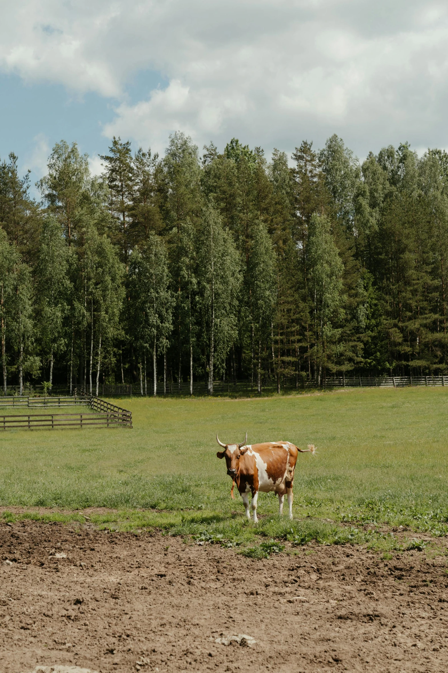 a brown and white cow standing on top of a lush green field, a picture, inspired by Eero Järnefelt, unsplash, trees. wide view, northern finland, wide view of a farm, cinematic shot ar 9:16 -n 6 -g