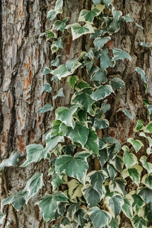 a plant that is growing on the side of a tree, a photo, trending on pexels, ivy, gray mottled skin, professionally color graded, old english