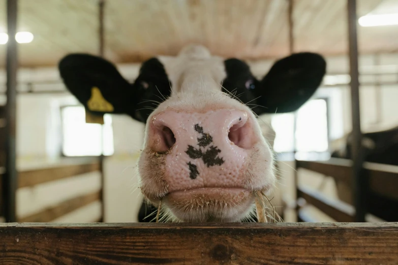 a black and white cow sticking its head over a fence, inside a barn, square nose, unsplash 4k, pink nose