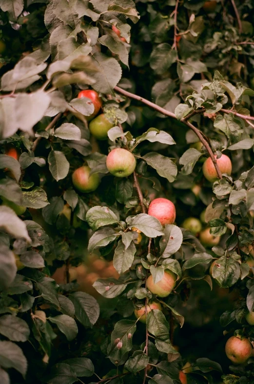 a bunch of apples hanging from a tree, inspired by Elsa Bleda, unsplash, renaissance, 2 5 6 x 2 5 6 pixels, lush plants, low quality photo, f / 2 0