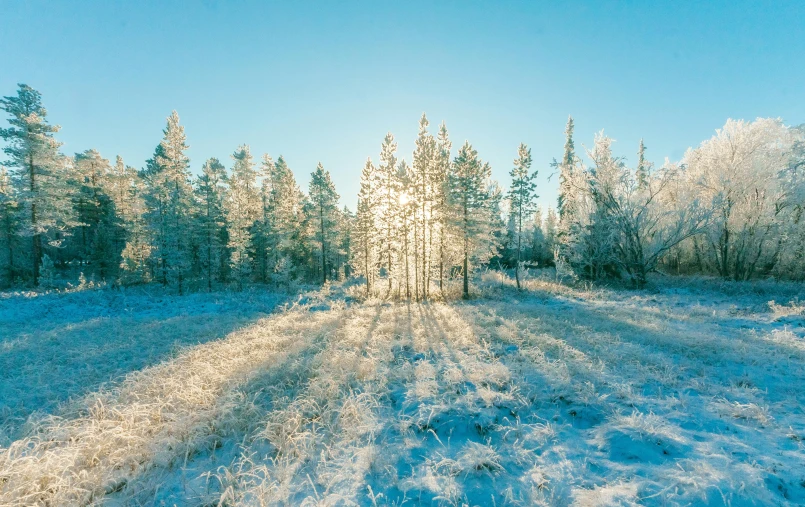 a snow covered field with trees in the background, inspired by Bruno Liljefors, unsplash contest winner, volumetric sunlight, in an arctic forest, glittering ice, sunbeams blue sky