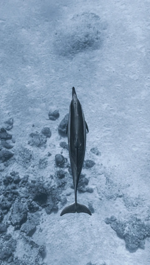 a dolphin that is standing in the water, an album cover, by Dean Ellis, unsplash contest winner, hurufiyya, high - angle, hunting, grey, mariana trench