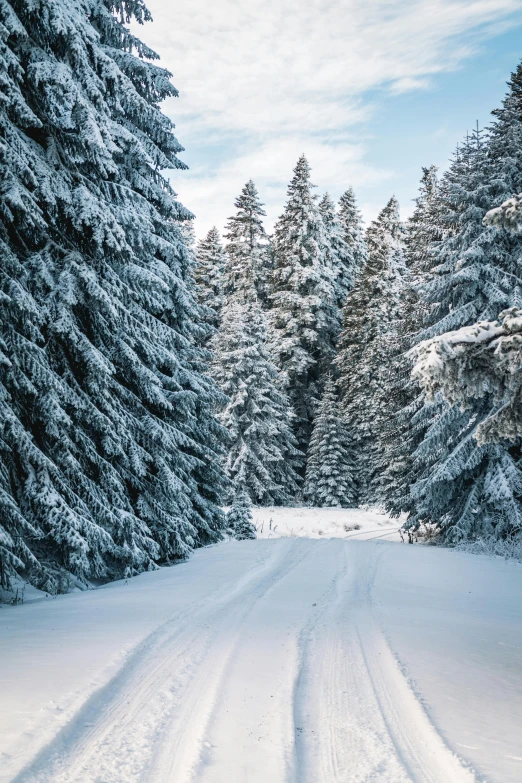 a snowy road in the middle of a forest, stunning ski, pine trees in the background, february)